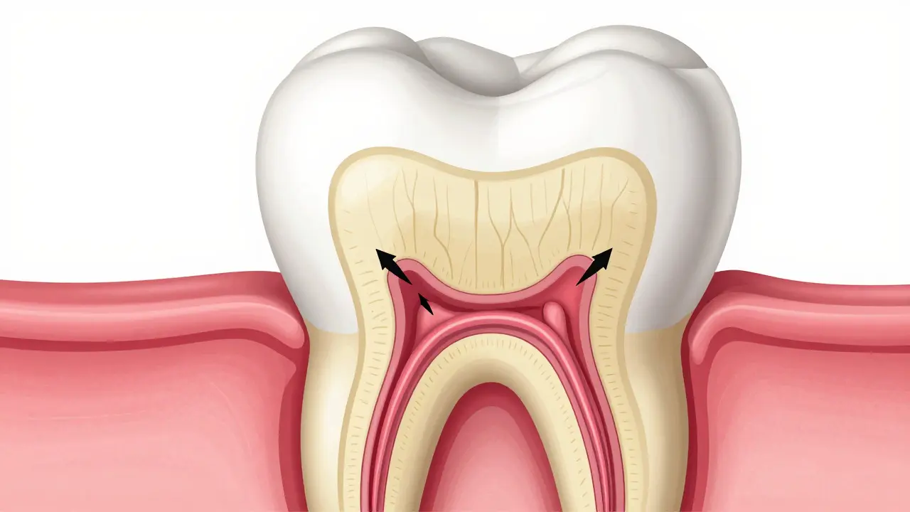 Anatomický řez zubem ukazující nerv a dentinové kanálky